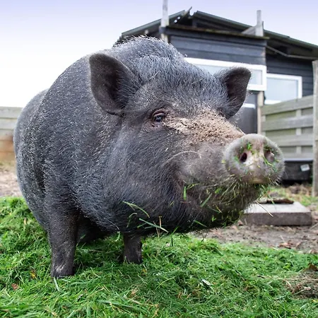 Near Forest With Wellness Garden Tatil Evi *