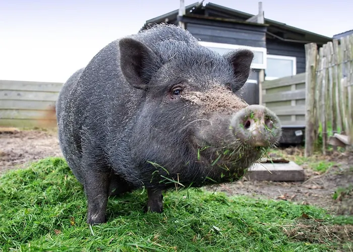 Near Forest With Wellness Garden Tatil Evi *